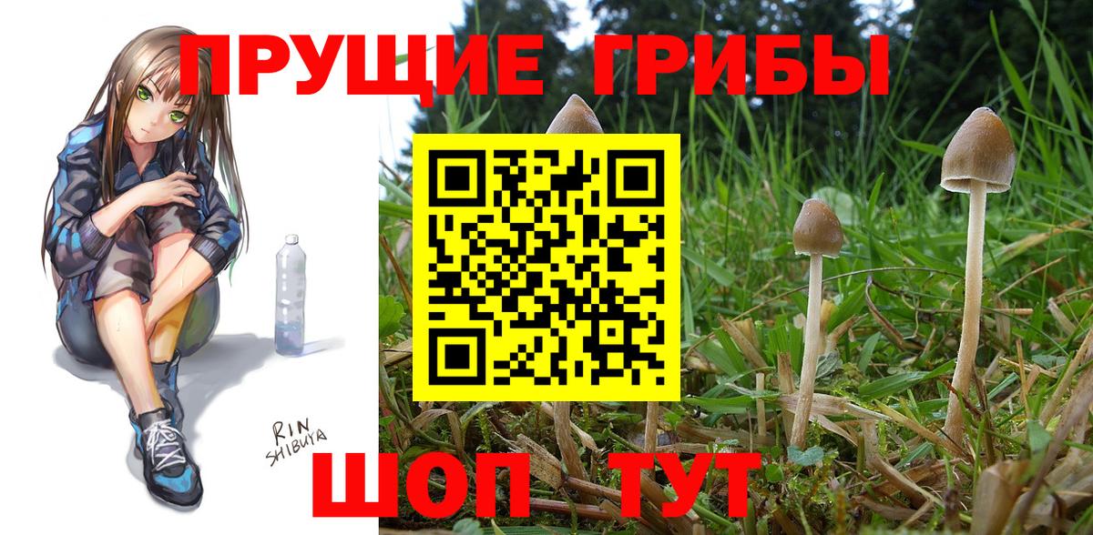Псилоцибиновые грибы GOLDEN TEACHER  Галлюциногенные грибы GOLDEN TEACHER  как найти   Вход с VPN  Набережные Челны 